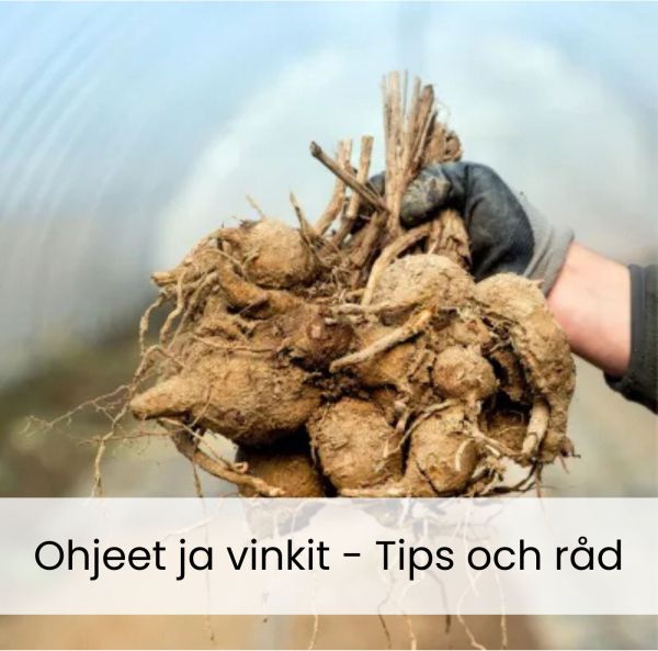 Daalioiden kasvatusohjeet